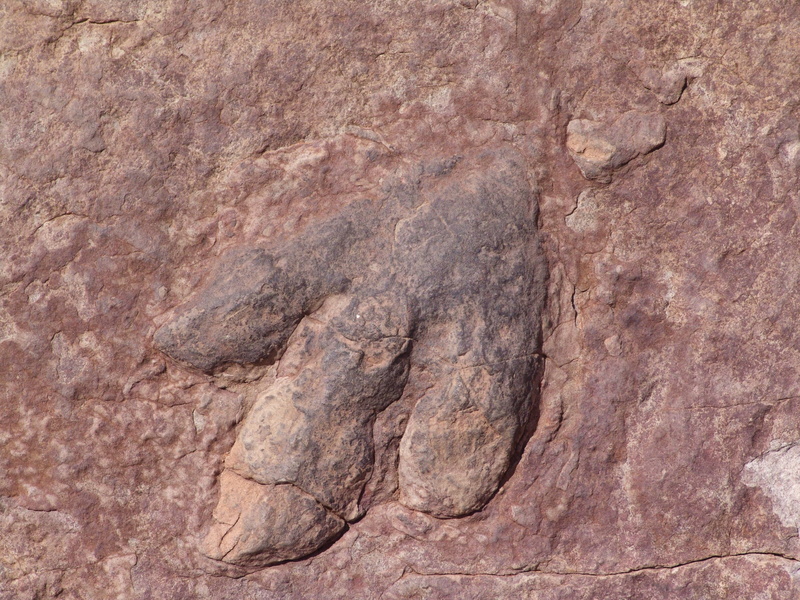 no people, pattern, foot, outdoors, extinct, prehistoric, solid, Footprints, arid climate, dinosaur footprint, eroded, imprint, 2K, full frame, animal