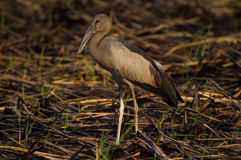 birds, animal body part, perching, swamp, day, animal wildlife, lagoon, vertebrate, one animal, bird, land, less sea, animals in the wild, pus, animal themes