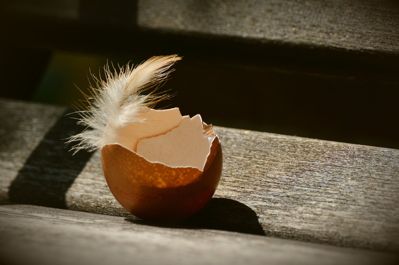 selective focus, day, shell, spring, egg yolk, orange, shadow, animal themes, open, close-up, food and drink, still life, food, brown egg, flower, wood - material