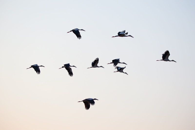animal themes, 1080P, motion, no people, spread wings, animal, evacuate, flock of birds, flying, lagoon, birds, less sea, animals in the wild, pus, sky