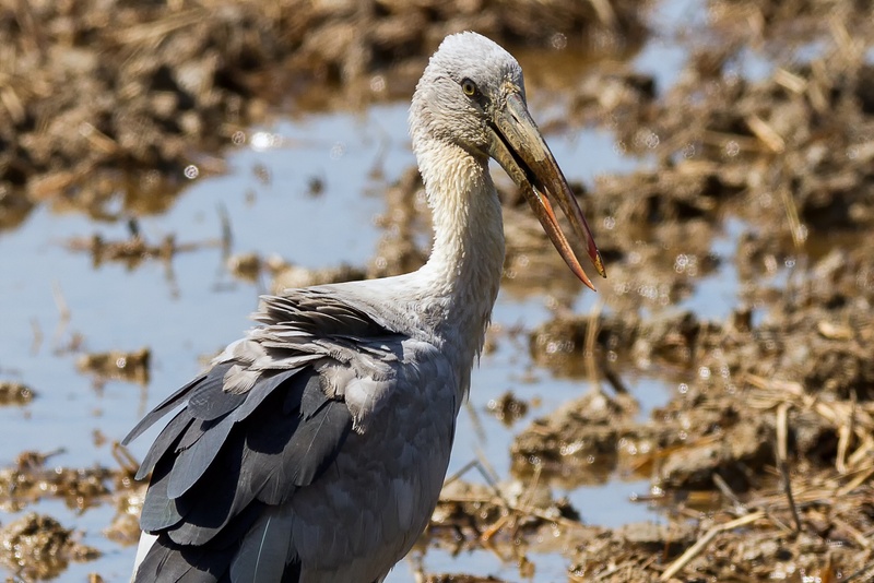 evacuate, animal themes, white, close-up, bird, bittern, birds, one animal, sunlight, side view, animal, asian openbill, animals in the wild, nature, pus