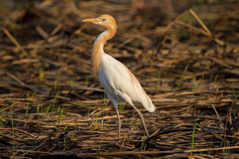 nature, vertebrate, focus on foreground, birds, profile view, canal, less sea, one animal, asian openbill, 1080P, pus, heron Family, white color, bird