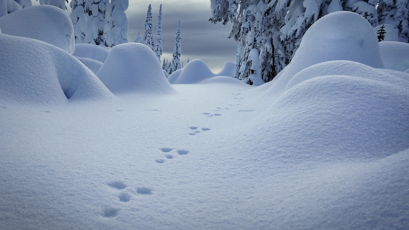 deep snow, white color, cold temperature, scenics - nature, outdoors, tranquility, land, path, 1080P, snow, ice, nature, no people, environment, landscape