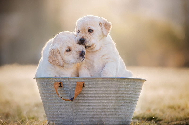 kids, dog, pair, Retriever, retrievers, two, white, two dogs, puppies, Labrador, 1080P, cute, tot, puppy, dogs, two puppies, background, a couple, Duo
