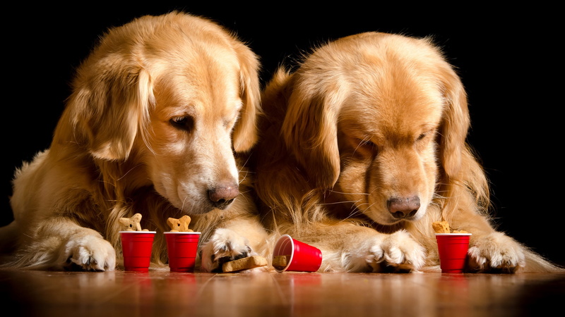 Retriever, black, golden retriever, purebred dog, canine, black background, 2K, food and drink, one animal, relaxation, no people, small, background, studio shot