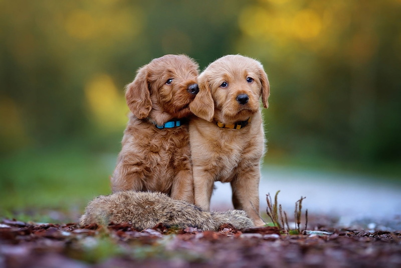 sitting, pair, faces, a couple, 1080P, bokeh, brother, puppy, brown, background, retrievers, two puppies, dogs, two dogs, puppies, Labrador, nature, Retriever