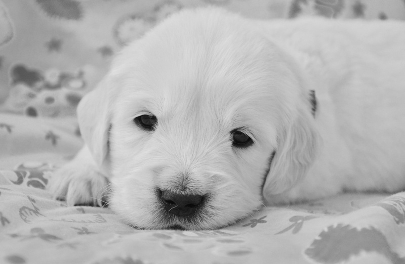 lying down, photo black white, puppy, small, animal, golden retriever puppy, golden retriever, animal themes, dog portrait, one animal, vertebrate, portrait