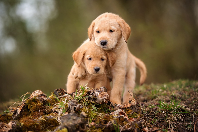 a couple, stump, sitting, background, look, two, Duo, dogs, moss, legs, grass, brown, 1080P, faces, two puppies, puppies, retrievers, bokeh, hugs, Retriever