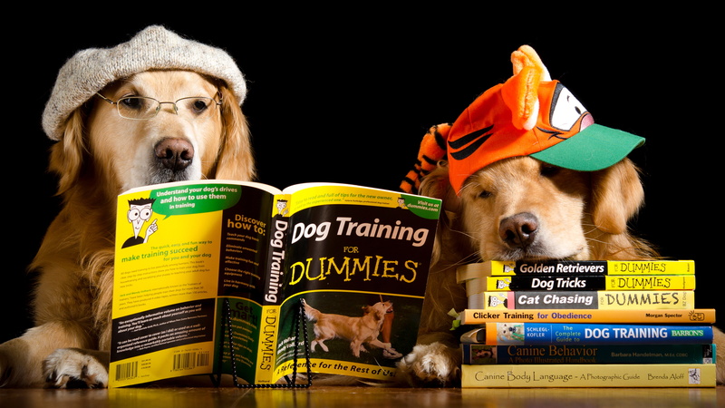 reading, two, 4K, humor, black background, table, cap, hat, glasses, Retriever, books, dogs
