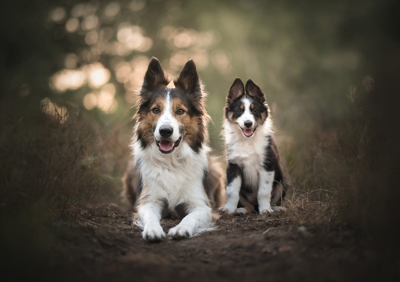 dogs, nature, mother and child, two, two dogs, lie, Duo, grass, dog, spotted, pose, bokeh, ears, baby, language, pair, the dark background, earth, look