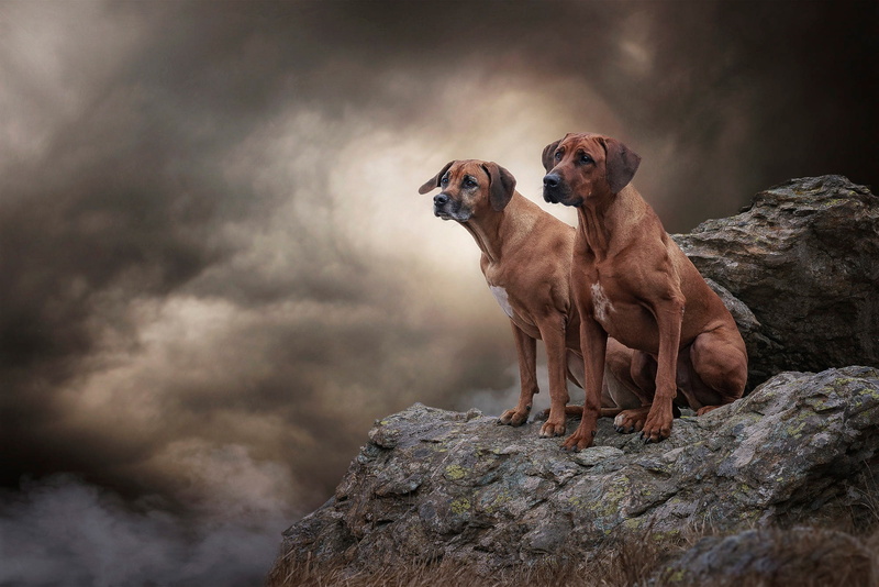 frowning, pose, a couple, two dogs, Duo, smoke, nature, rocks, stones, Ridgeback, clubs, friends, photoart, 1080P, two, dogs, sitting, background, pair