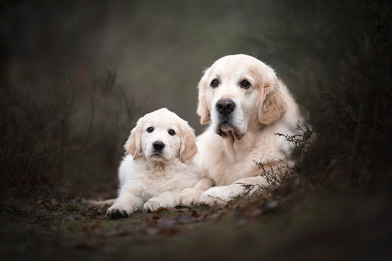 a couple, Park, faces, the dark background, dogs, puppy, plants, pose, white, two, dog, Labrador, pair, 1080P, lie, Duo, nature, Retriever, look, mother and child