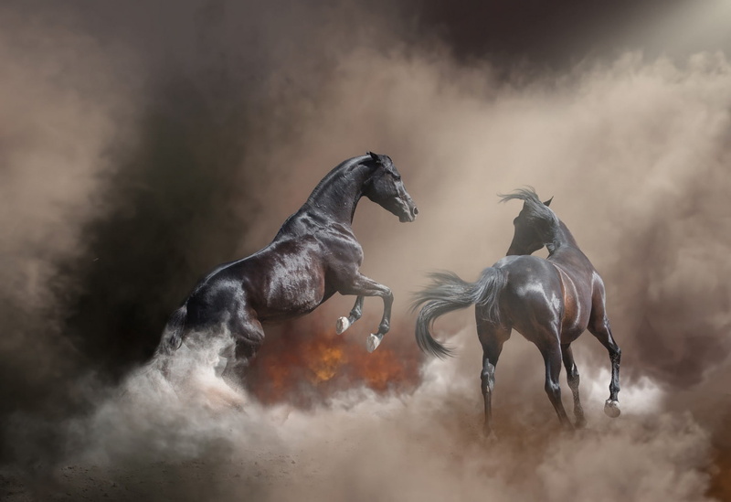 hooves, horse, two, fire, nature, black, background, gallop, pose, two knights, photoart, gloss, fog, 1080P, smoke, couples, pair, handsome, horses, stallions