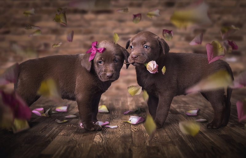 pair, flower, love, passion, the dark background, two, pink, cute, Milota, are, brown, two puppies, look, beloved, floor, puppies, flowers, 1080P, Board
