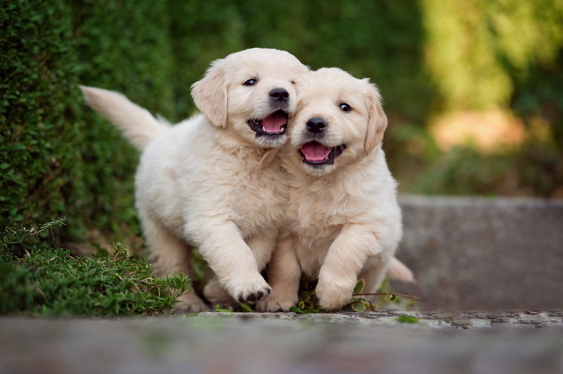 friends, two, a couple, joy, the bushes, retrievers, two dogs, pair, Duo, walk, Labrador, dogs, the game, leaves, Park, greens, Retriever, puppies, garden