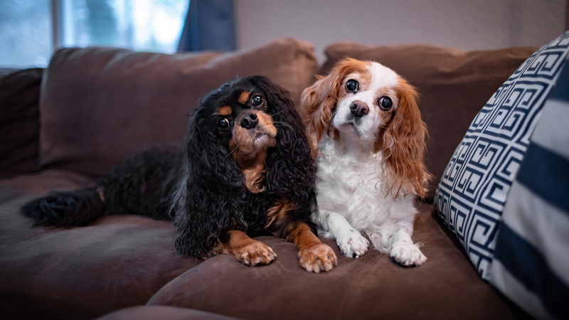 portrait, muzzle, 4K, room, look, lie, two, dog, pose, pillow, black, pair, the cavalier king Charles Spaniel, together, sofa, white, dogs, a couple
