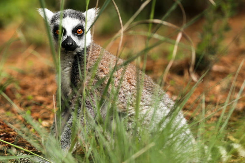 looking at camera, no people, portrait, day, one animal, outdoors, grass, white, lemur, mammal, nature, 5K, field, sitting, animals in the wild, animal wildlife