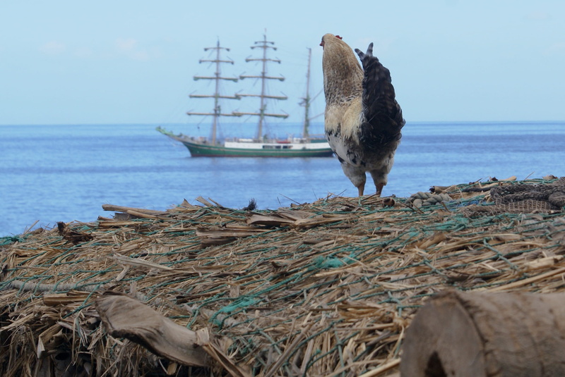 ocean, nature, clear sky, wildlife, travel, animals in the wild, vertebrate, no people, beach, 2K, outdoors, sky, tallship, animal wildlife, water, ship