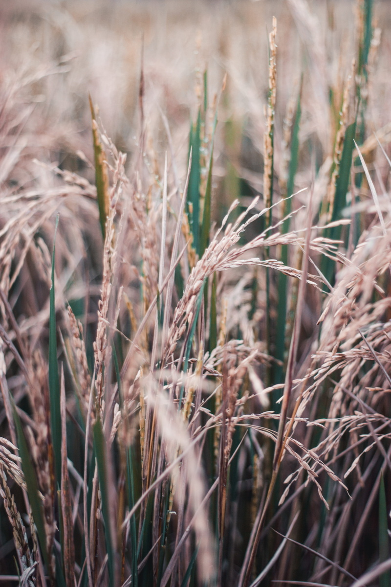 brown, close-up, 5K, crop, cool, nature, lock screen background, no people, fileds of rice, folk, focus on foreground, indonesia