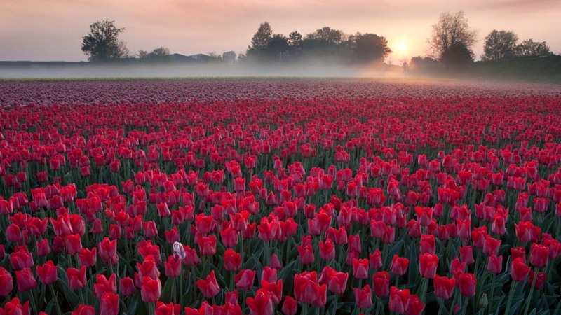 sunrise, flowers, red, morning, mist, 1080P, phone, samsung, evaporation, hd, mobile, field, tulips