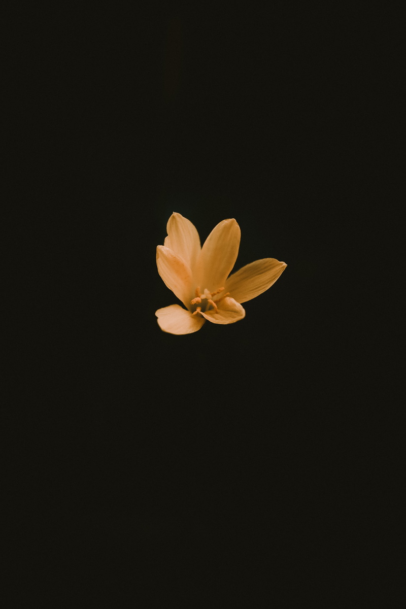 copy space, close-up, flower, no people, fragility, studio shot, beauty in nature, pollen, mobile, flower, vulnerability