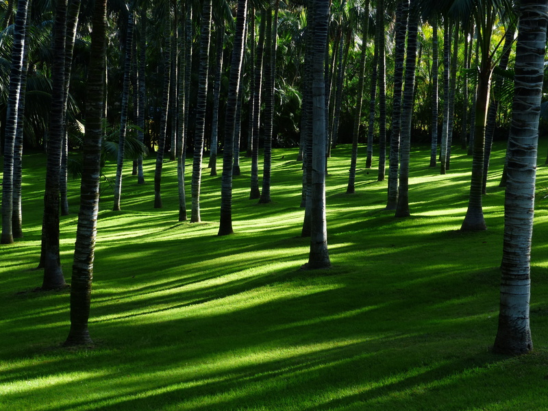 daytime, nature, growth, tranquility, shadows, scenics - nature, land, green color, plant, sunlight, brown, forest, idyllic, trees, tranquil scene, samsung