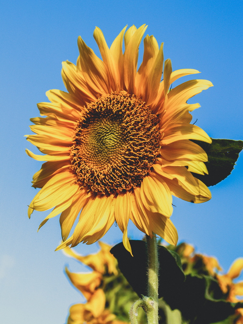 galaxy, flora, pollen, flower head, focus on foreground, sunflower, springtime, fragility, bloom, inflorescence