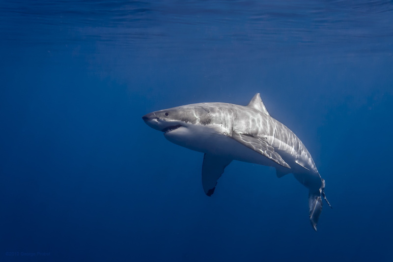 sea, photography, shark, 2K, Great White Shark, sunlight