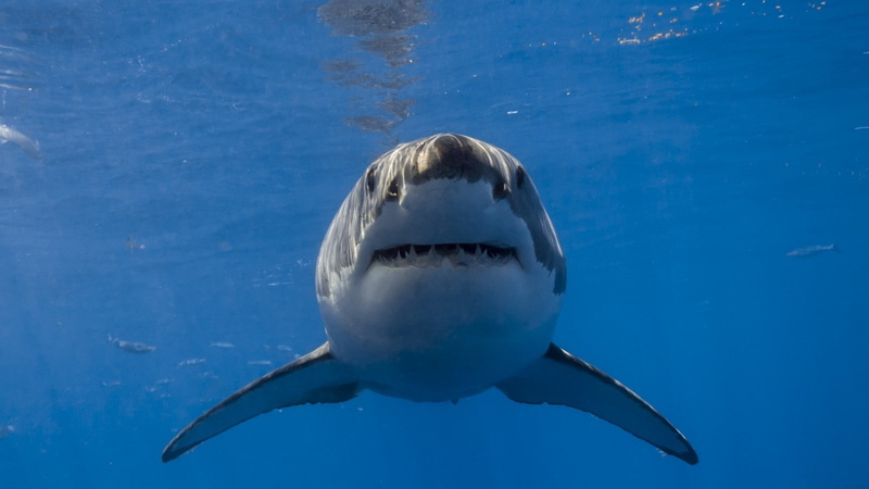Great White Shark, 720P
