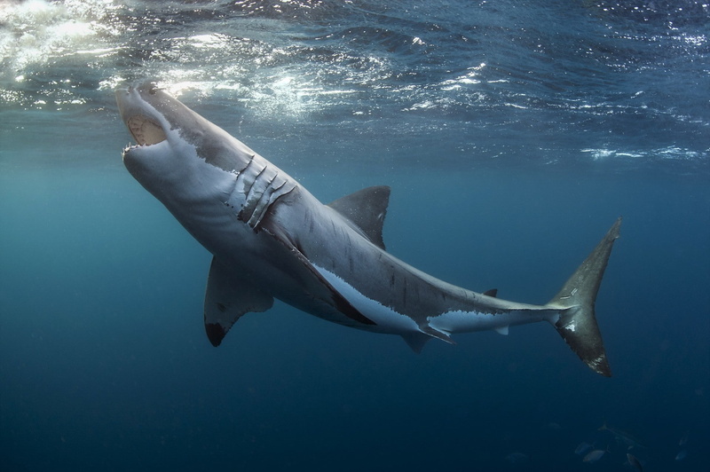 underwater, 1080P, shark, animals, Great White Shark
