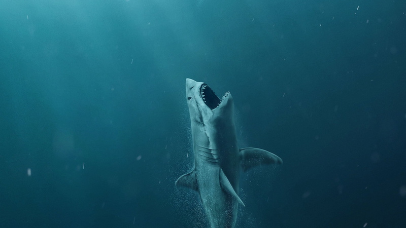 whale, nature, animal wildlife, animal, water, animals in the wild, 2K, fish, vertebrate, sea life, one animal, animal body part, the meg, animal head