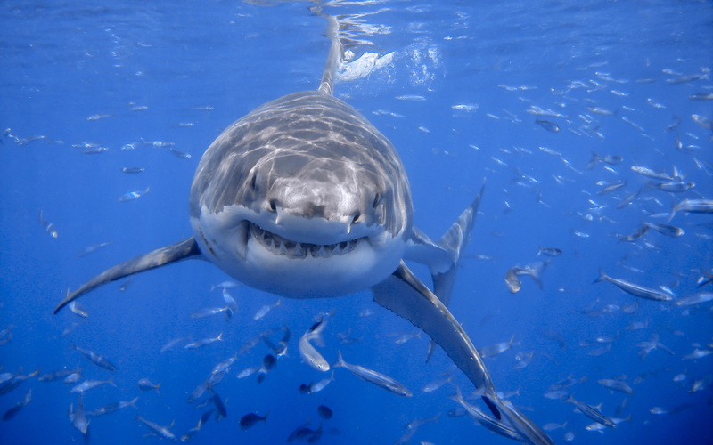 water, swimming, fish, vertebrate, animal, animals, nature, marine, 2K, tank, shark, animals in the wild, school of fish, sea, undersea, blue, one animal