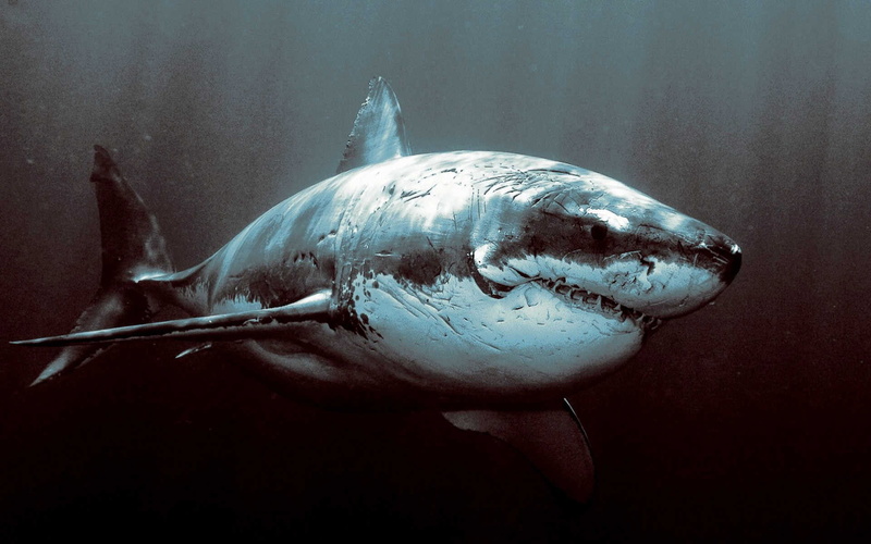 shark, fish, 1080P, underwater, animals