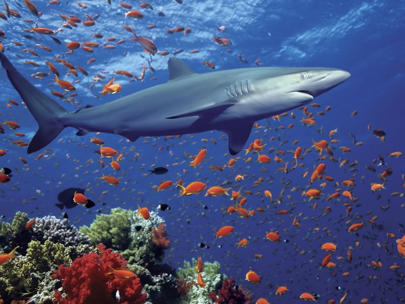 no people, motion, swimming, water, animal, 720P, sea life, underwater, undersea, fish, animal themes, beauty in nature, school of fish, vertebrate, blue