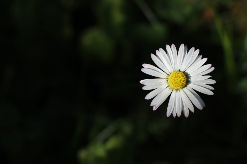 sprout, asteraceae, insect, white color, beauty in nature, flower head, cricket insect, bud, outdoors, nature, fragility, close-up, acanthaceae, invertebrate