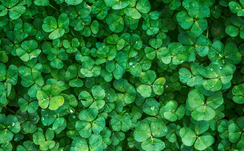 2016, plant part, 5K, SaintPatricksDay, st, beauty in nature, high angle view, StPatricksDay, Saint Patricks Day, growth, Plant, happy, Luck, full frame