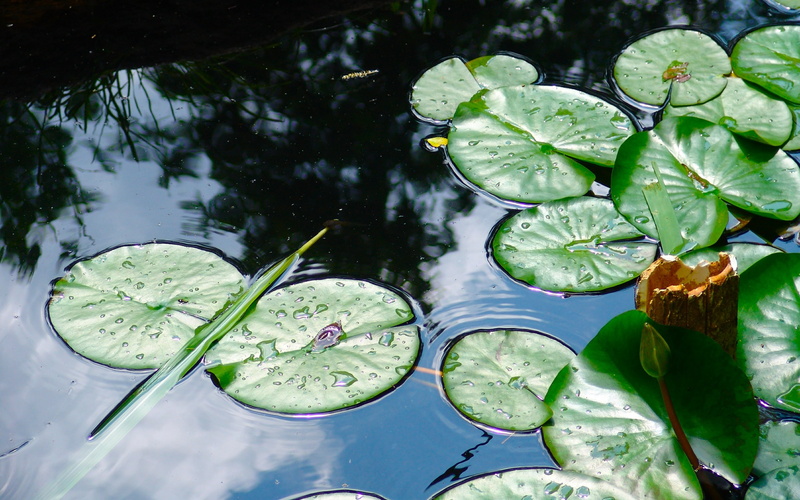 lillypads, nature, hd, green, pond, 2K, wate, lake, lilly