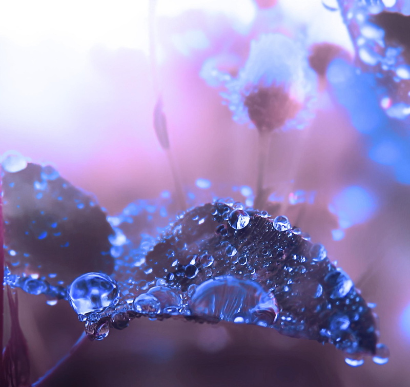 c, illustration, sweet, lovely, gentle, j, flowers, drops, leaves, beautiful, 1080P, adorable, wate, u, petals, water, y, love, leaf, pretty, cold, trees