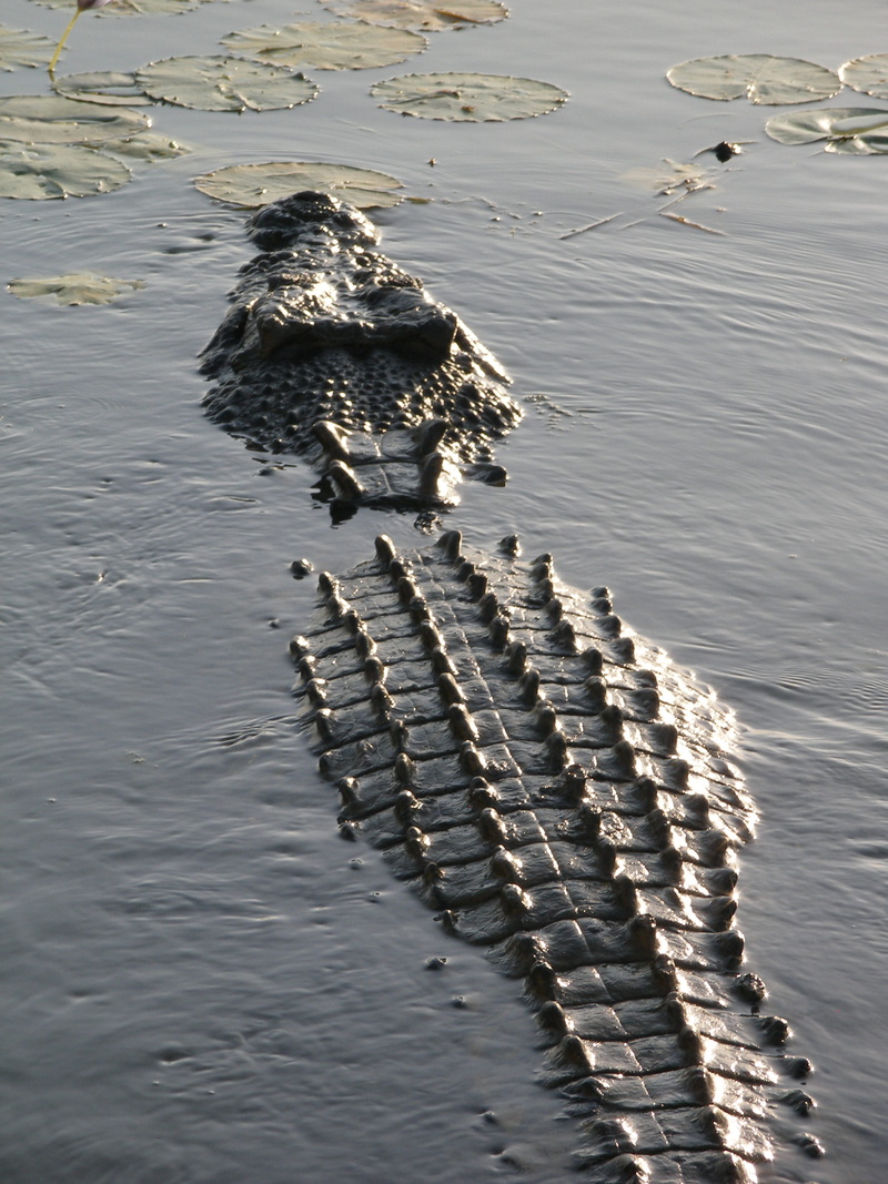 no people, animal themes, reflection, 2K, beauty in nature, lake, australia, vertebrate, wildlife, danger, high angle view, nature, teeth, salt water crocodile