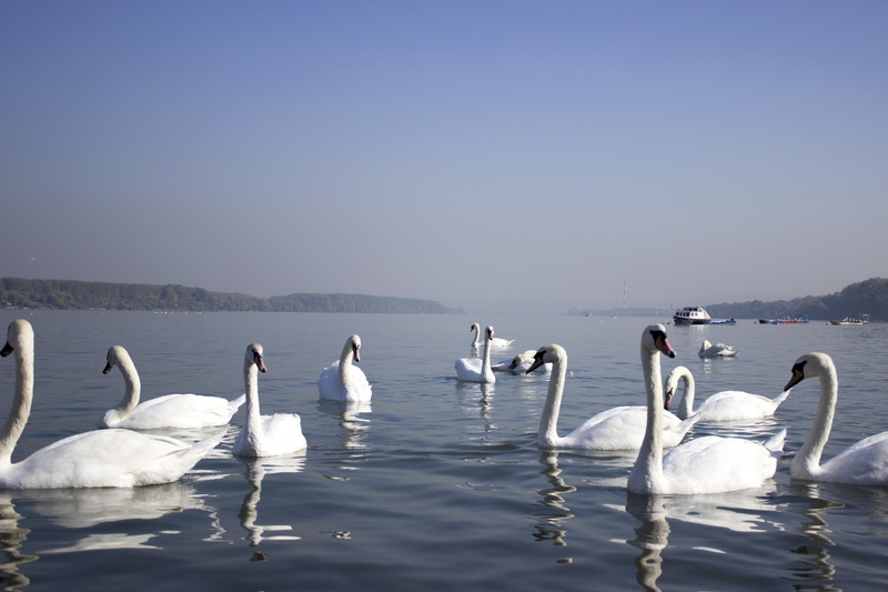 danube, serbia, r, day, beauty in nature, peaceful, animals in the wild, wate, swans, wildlife, animal wildlife, beautiful, outdoors, flock of birds, elegance