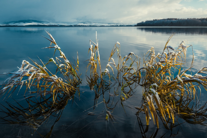 froyen, plants, landscape, water, land, wate, scenics - nature, 5K, grass, lake, nature, cloud - sky, growth, sky, waterscape, plant, tranquil scene, bog