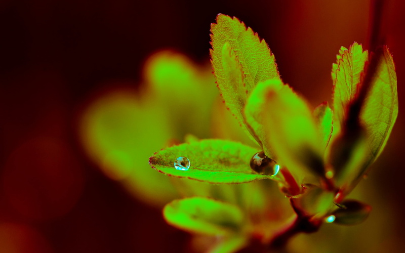 plant, growth, wate, leafed, flower, animals in the wild, beauty in nature, vertebrate, drop, leaf, selective focus, animal body part, animal themes