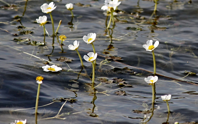 blossom, flower head, pond, floating, white color, silent waters, hahnenfugewchs, wate, flowers, freshness, mirroring, flower, plant stem, reflect, outdoors