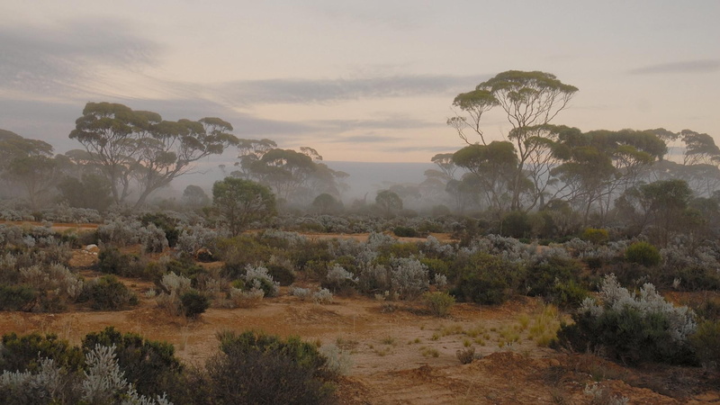 na, pustkowiu, wschod, 1080P, slonca, krajobraz, krzaki, drzewa, nature and landscapes, mgla, ranek