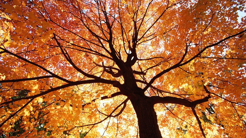 nature and landscapes, roku, natura, pora, 1080P, beautiful, drzewa, jesien, autumn, tree