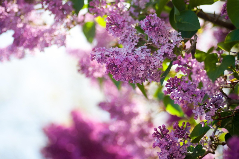 natura, krzaki, 1080P, lilac, twigs, drzewa, nature and landscapes