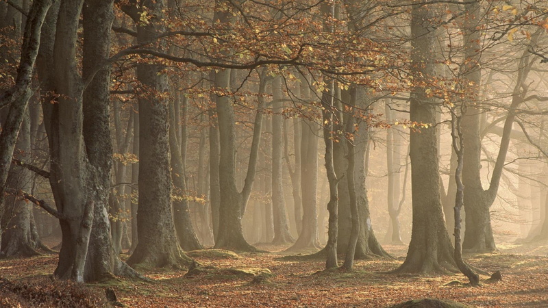mgla, fog, drzewa, forest, nature and landscapes, natura, 1080P