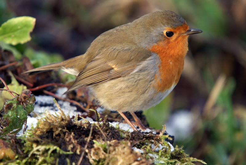 birdwatching, green, ornithologist, gray, martin, outdoors, wwt, Erithacus rubecula, birding, feathered, lancashire, beak, sony, brown, spotter, aves, snow