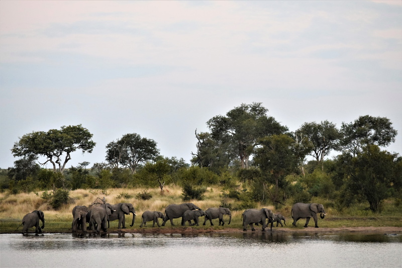 african elephant, animal themes, elephant, domestic animals, bushveld, south africa, treess, watering hole, mammal, water, livestock, lowveld, herd, sky