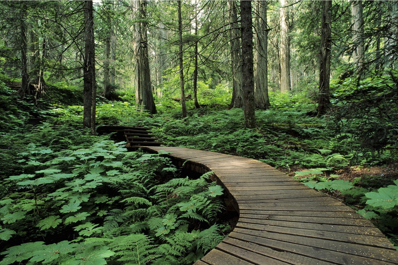 forests, Green, boardwalk, trees, roads, x, path, nature, forest, 1080P, art, hd